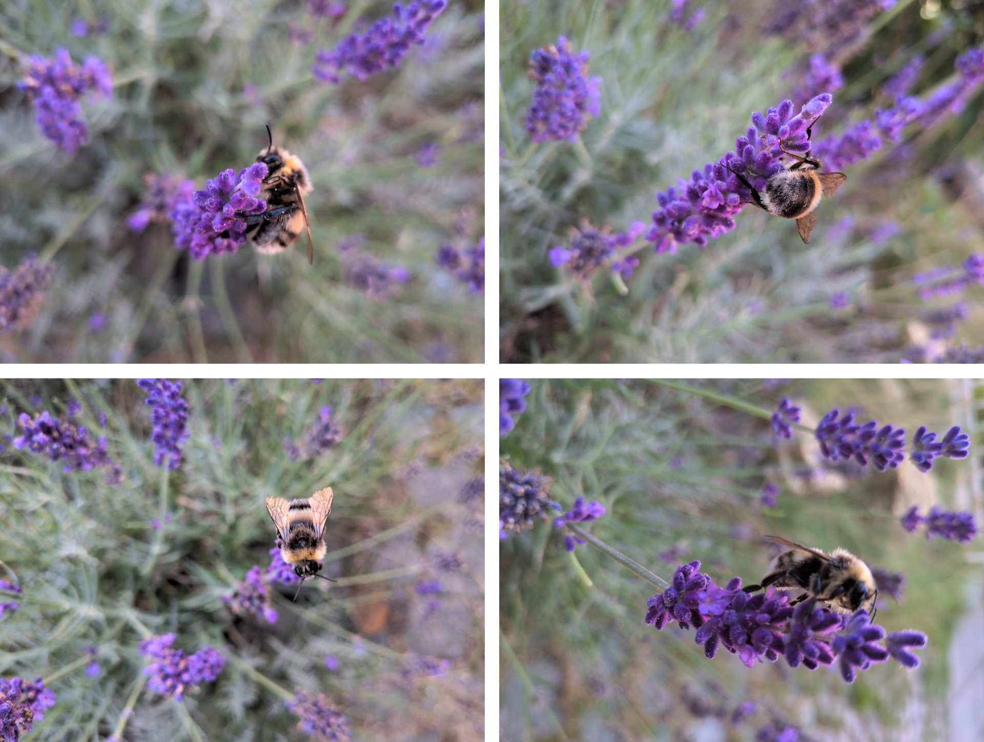 Bombi-on-lavendel